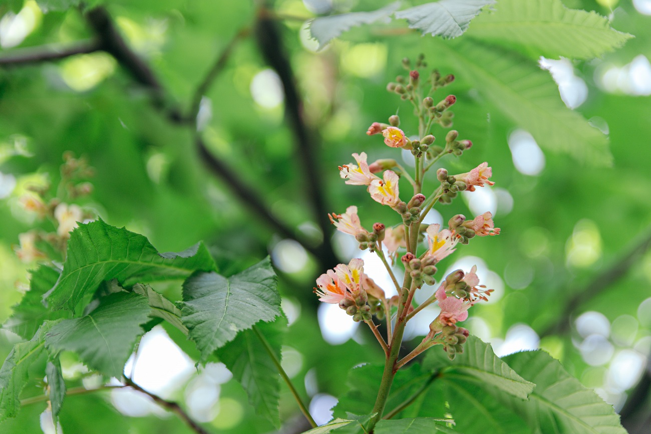 Куди піти в Києві: топ безкоштовних локацій для весняного вікенду